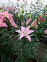 [5232 Sheila EVR No02.JPG]